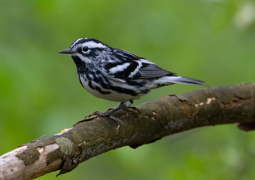 Image of Black-and-white Warbler