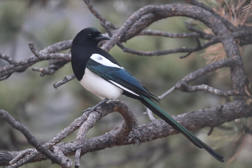 Image of Black-billed Magpie