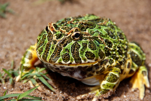 Image of Ornate Horned Frog