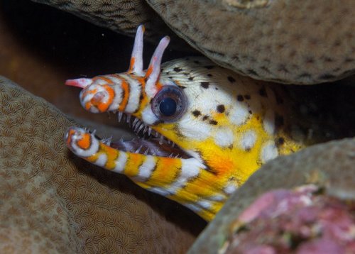 Image of Dragon moray eel