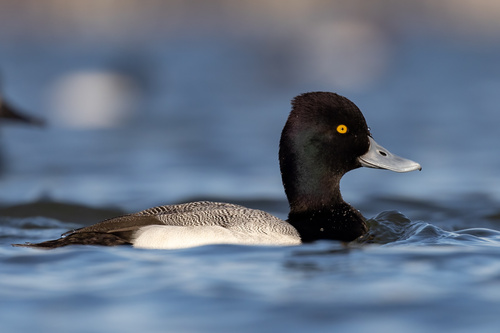 Image of Lesser Scaup