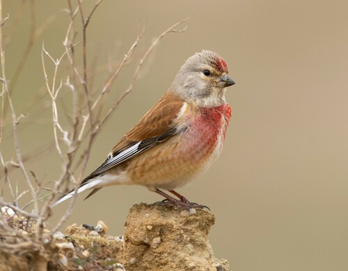 Image of Common Linnet