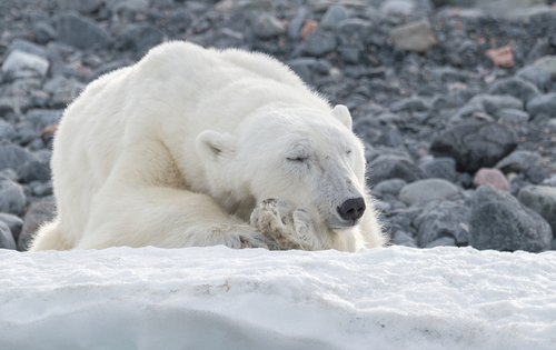 Image of Polar Bear