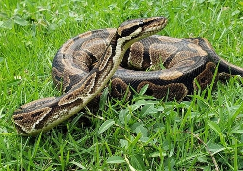 Image of Ball Python