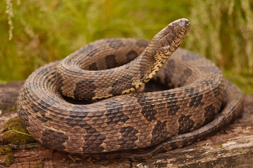 Image of Brown Water Snake