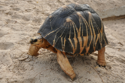 Image of Radiated Tortoise