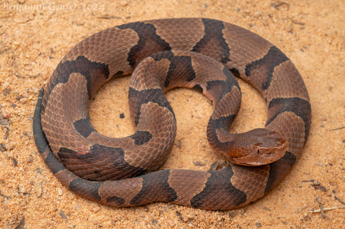 Image of Copperhead