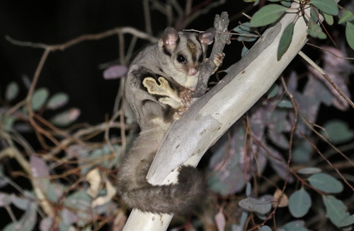 Image of Sugar Glider