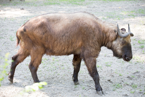 Image of Takin