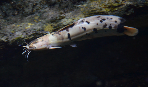 Image of Walking Catfish