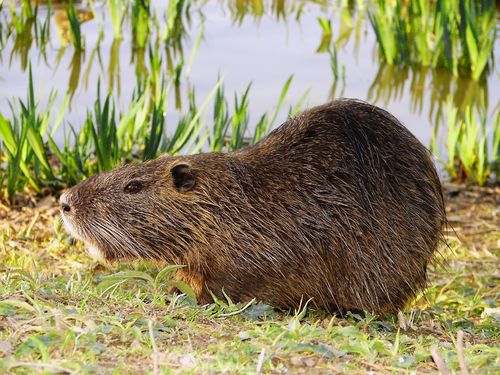 Image of Nutria