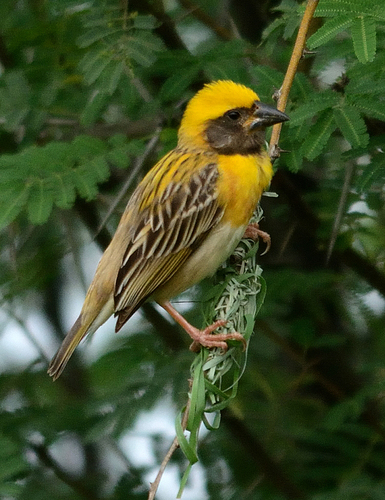 Image of Baya Weaver