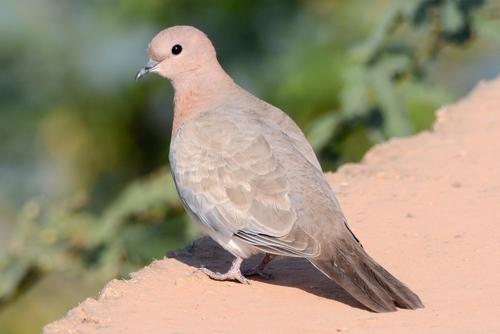 Image of Laughing Dove