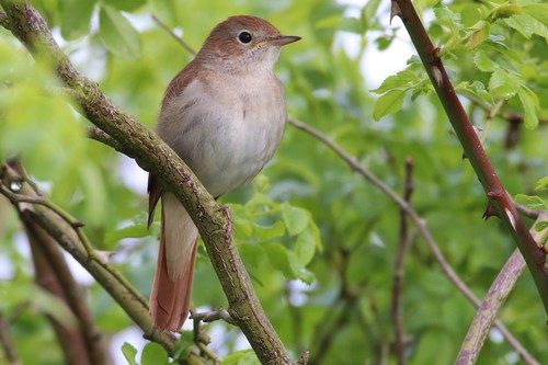 Image of Common Nightingale