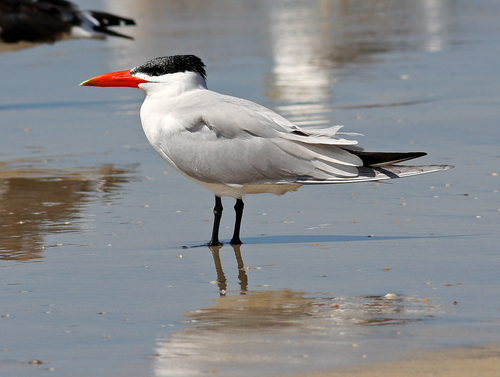 Image of Caspian Tern