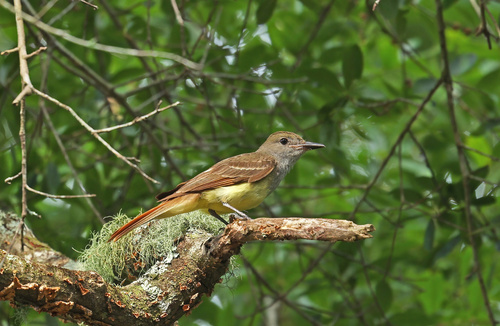 Image of Great Crested Flycatcher