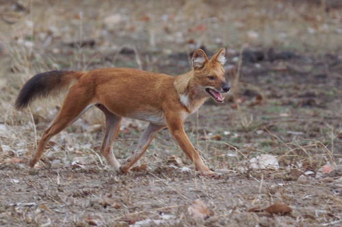 Image of Dhole