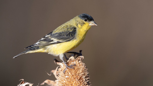 Image of Lesser Goldfinch