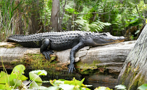 Image of American Alligator