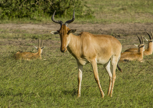 Image of Hartebeest