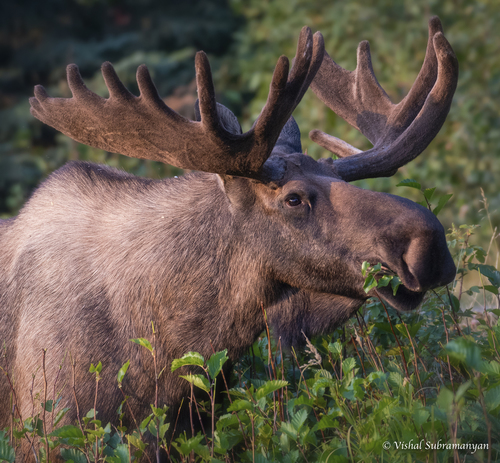 Image of Moose