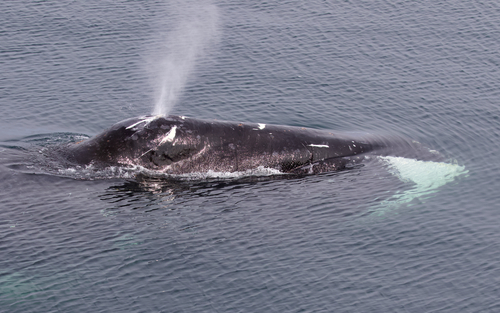 Image of Bowhead Whale