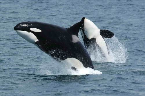 Image of Killer Whale