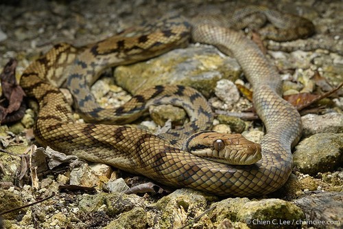 Image of Amethystine Python