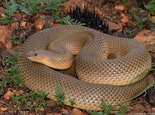 Image of Mole Snake