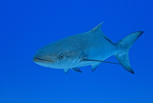 Image of Cobia