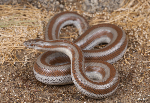 Image of Rosy Boa