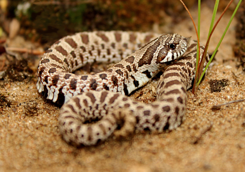 Image of Western Hognose Snake