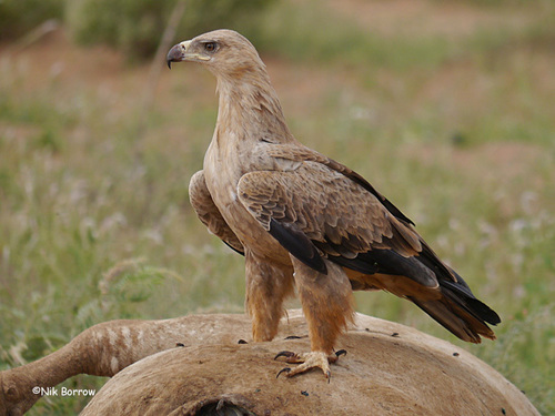 Image of Tawny Eagle