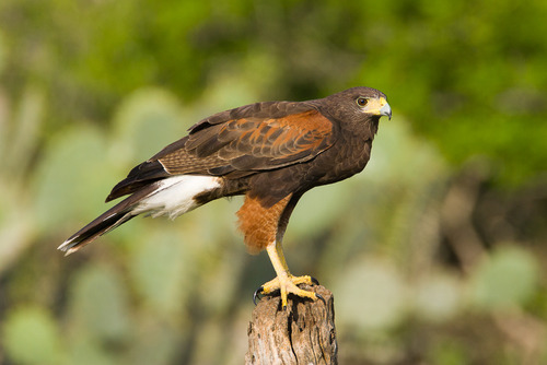 Image of Harris's Hawk