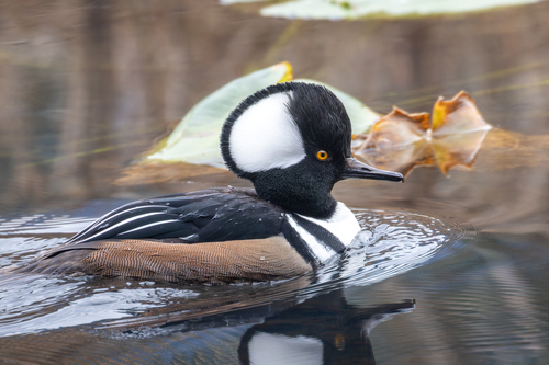 Image of Hooded Merganser