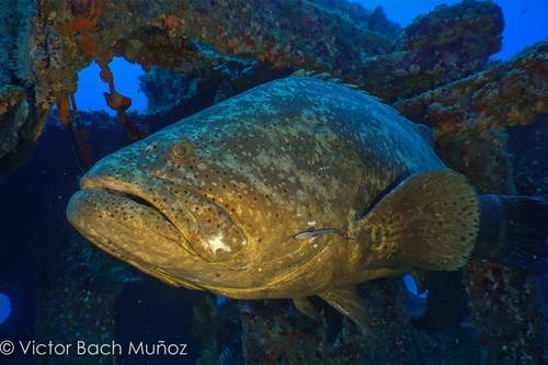 Image of Atlantic Goliath Grouper