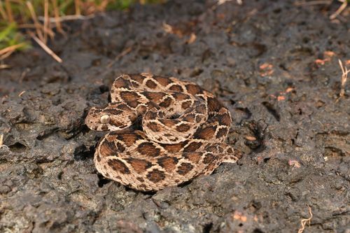 Image of Saw-scaled viper