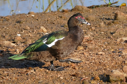 Image of Muscovy Duck