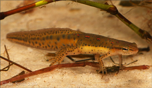 Image of Eastern Newt