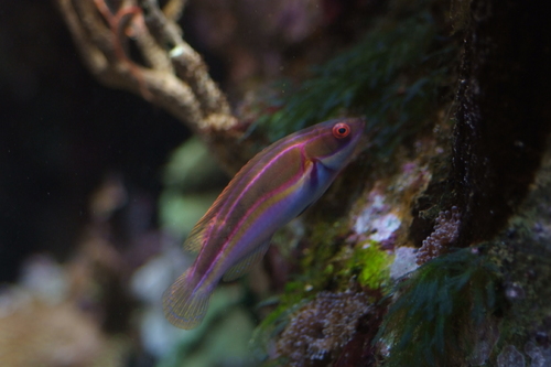 Image of Laboute's Fairy Wrasse