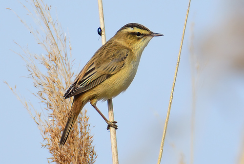 Image of Sedge Warbler