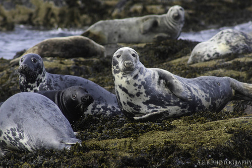 Image of Gray Seal