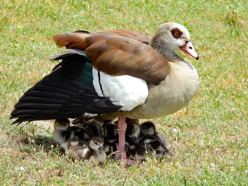 Image of Egyptian Goose