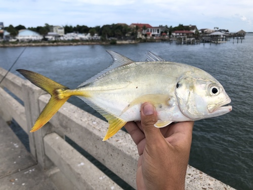 Image of Crevalle Jack