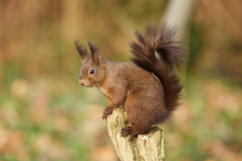 Image of European Red Squirrel