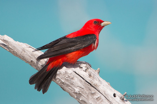 Image of Scarlet Tanager