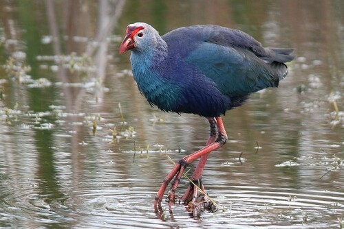 Image of Grey-headed Swamphen