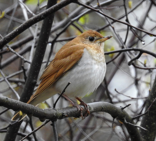 Image of Veery