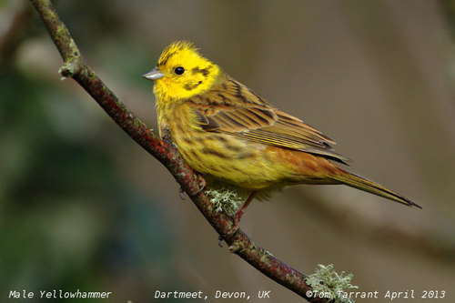 Image of Yellowhammer