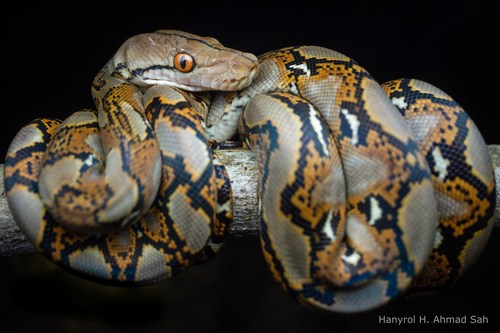 Image of Reticulated Python